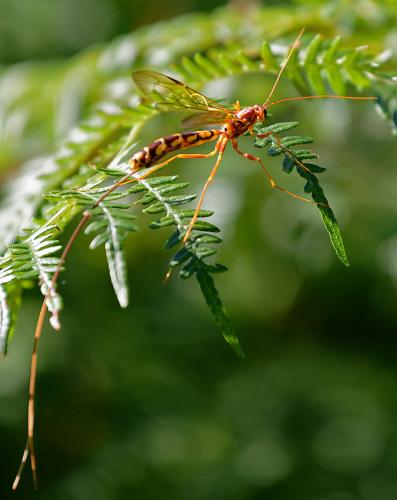 Megarhyssa perlata